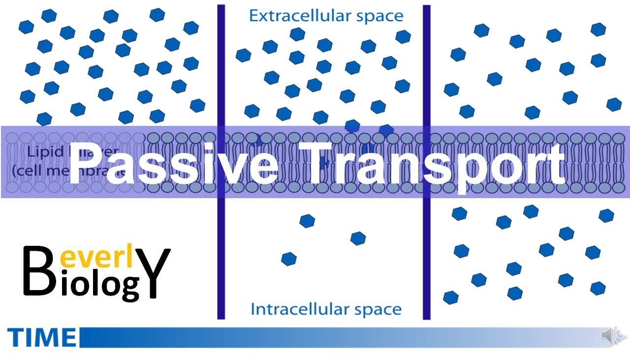 Passive Transport diffusion Osmosis Updated YouTube Passive Transport diffusion Osmosis Updated YouTube
