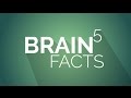5 Фактов МОЗГ. 5 Facts about the brain will change your life.