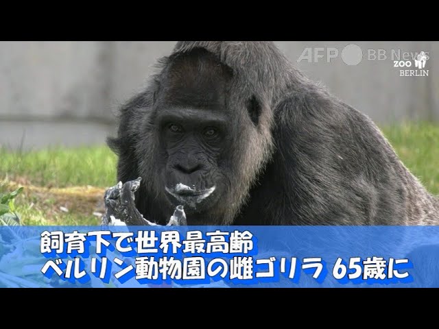 飼育下で世界最高齢 ベルリン動物園の雌ゴリラ 65歳に 22年4月撮影 提供 Youtube