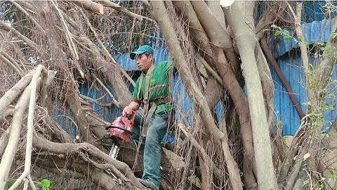 Cưa cây xanh siêu khủng lồ .Ở lộ lớn .Cưa cây kỹ thuật cao