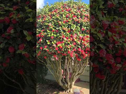 Gorgeous CAMELLIA can