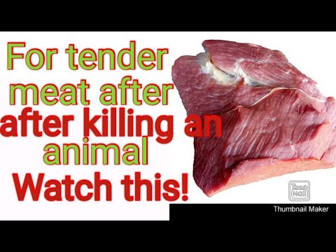 How to make an animal meat tender after slaughtering. - YouTube