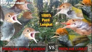 Suara pikat prenjak kepala merah vs prenjak lumut