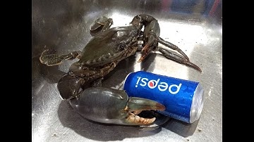 Mud Crabs How Long To Cook Them For & How To Clean