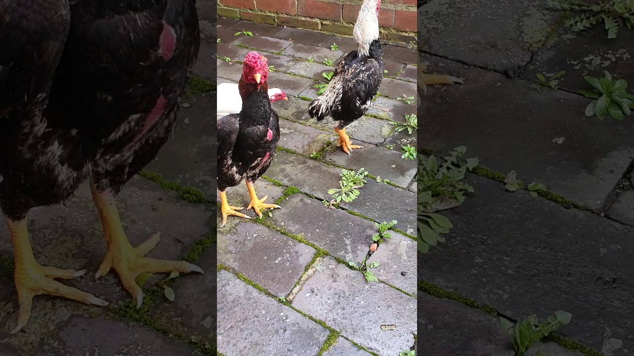 ko Shamo uk - YouTube