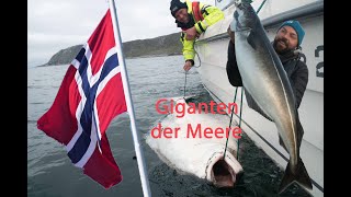 Gigant der Lofoten, angeln auf Heilbutt und Seelachs Gigant der Lofoten, angeln auf Heilbutt und Seelachs