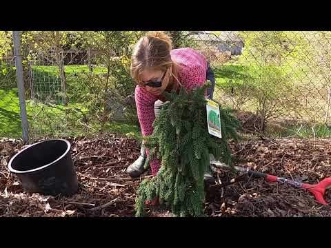 Video: Weeping Spruce (24 Photos): Description Of The Varieties 