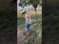 #baile #siembra #humor #cosecha #agriculture #campo #bailes #plantaciones #ranchos #nature