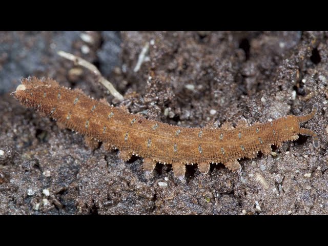 Phylum Onychophora: Velvet Worms class=