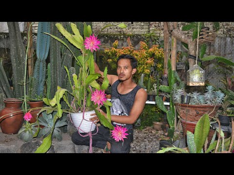 Video: Maklumat Benih Kaktus Epiphyllum - Petua Menanam Benih Epiphyllum