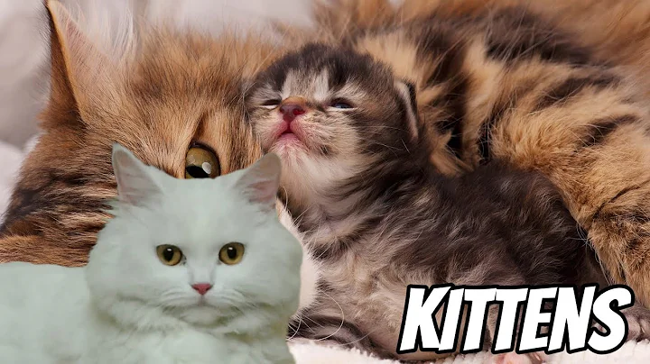 Video 10545081: persian kitten, kitten meow kitty cutecat, cat kitten meow cutecats, kitten meow cutecat funny, kitten meow kitty cute, best cat