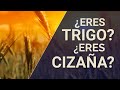 Eres trigo o eres cizaa 