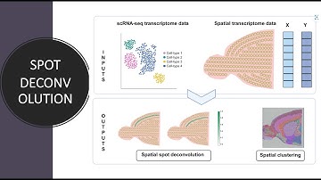Spot deconvolution in spatial transcriptomics | SpatialPrompt