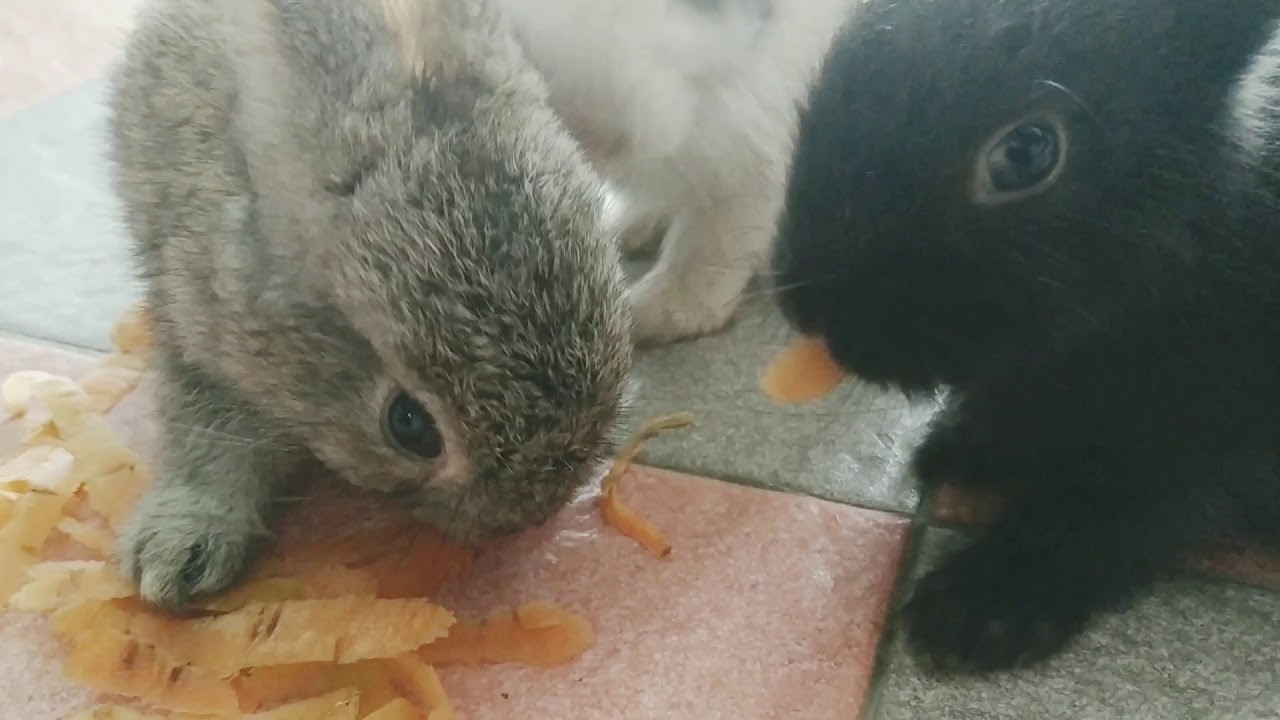 BABY BUNNIES EATING CARROTS YouTube