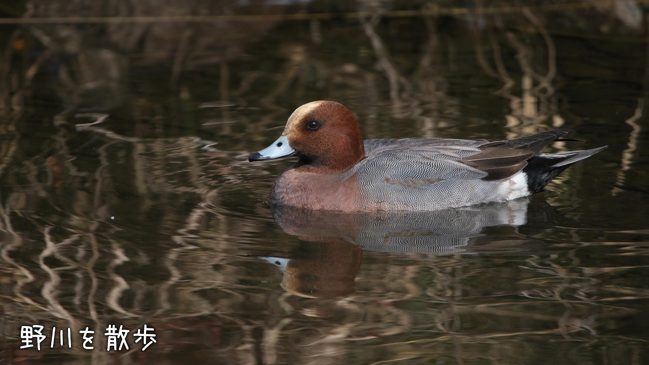 野川を散歩 20260214