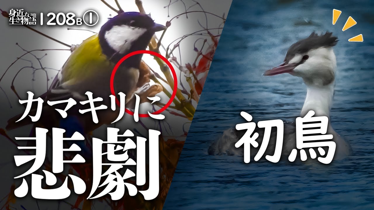 18b シジュウカラの捕食 カマキリ卵が食べられる悲劇 初遭遇カンムリカイツブリ カラスの賢い水飲み 雨の昭和記念公園で野鳥撮影 身近な生き物語 カンムリカイツブリ シジュウカラ Youtube