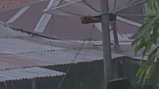 Rain Sounds Unleashed: Thunderstorms and Tin Roof Rhythms