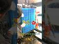 China factory Chicken and duck  turnover box basket mould transportation crate moulding 鸡笼模具 塑料筐子模具