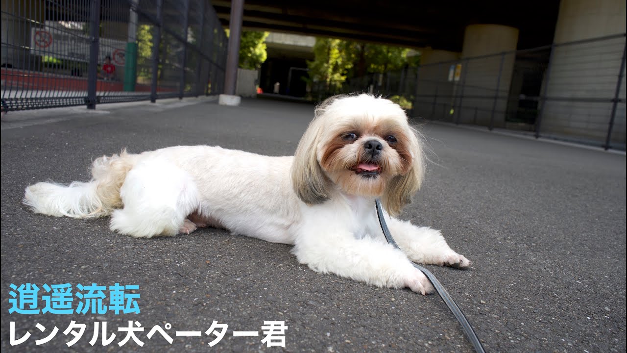 カメラ 逍遥流転 レンタル犬ペーター君 新横浜公園 Youtube