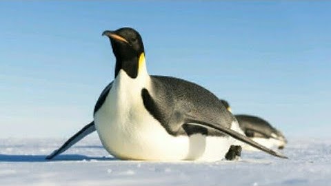 Dinos Online - Transformers Mod | Version 2.1.1 | NOT-ROOT | read description