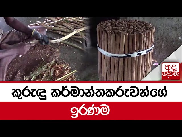 කුරුඳු කර්මාන්තකරුවන්ගේ ඉරණම
