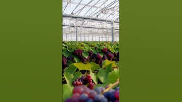 Beautiful grapes 111 #grapevine #wine #grapewine #fruit #grapegrowing #farming #grapenation #nature