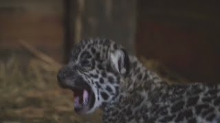 An unusual pair of jaguar cubs that researchers have not seen anywhere else in the world.