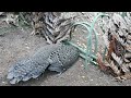 Wild man create amazing primitive trap to catch the big bird in the forest for eating