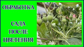 ОБРАБОТКА САДА ОТ ТЛИ, МУРАВЬЁВ, ЯБЛОННОЙ ПЛОДОЖОРКИ ПОСЛЕ ЦВЕТЕНИЯ.