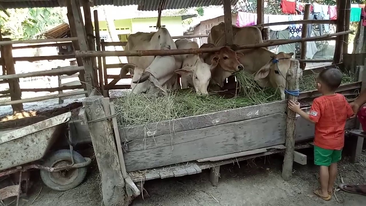 Kandang Sapi...mbookkkkkll😁(2) - YouTube