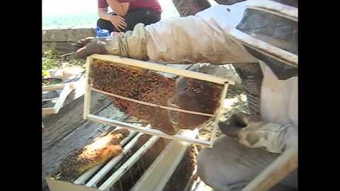 Bee cutout using middle bar frames