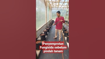 Thumbnail of Penyemprotan Fungisida sebelum pindah tanam #melon #greenhouse #inthanon #bandung