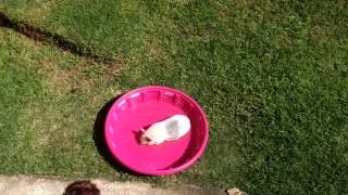 Teacup Pig Luna First Time In Her New Pool