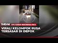 Sekelompok Rusa Muncul di Depok | AKIP tvOne
