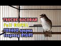 Trucukan Gacor Full Ropelan Trucuk Apapun Langsung Emosi Nyaut Gacor Mp3 - Mp4 Download