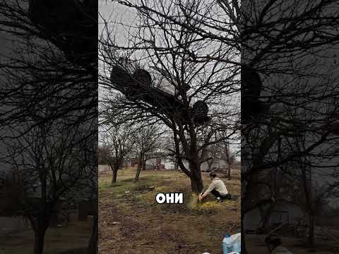 Машина на дереве🤔🤯