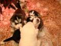 Siberian Husky Puppies 3 weeks old