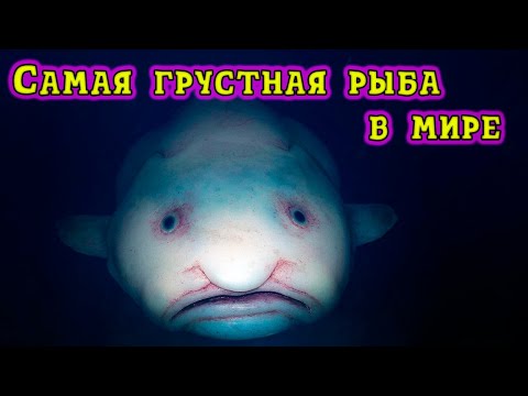 Глубинный монстр рыба капля