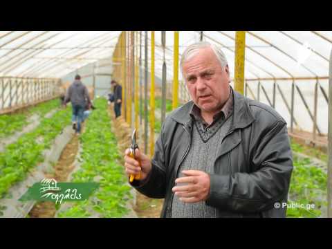 როგორ გავზარდოთ მარწყვი - ფერმერის რჩევები