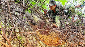 Ong Khoái Khủng Rừng Xanh Trên Cây Mục. Đi Tìm Nguồn Mật Đặc Biệt.