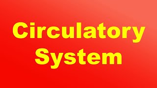 Circulatory System Definition and Function