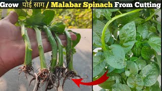 पोई साग को कटिंग से घर पर कैसे उगाए । How to grow Malabar Spinach From Cutting at home.