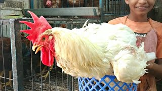 How to Butcher Cutting Every Bird | Amazing Chicken Cutting Skills in Market | Foodie Man