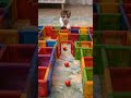 Magnetic Blocks vs. cat  #cute #cat