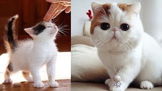 Simply the funniest & cutest pets ever! - Funny animal compilation #8 by The Secret Life Of Pets 30 views 5 years ago 13 minutes, 37 seconds