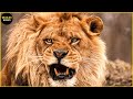 45 horribles batailles de lions se battent pour un territoire  mort  moments de la faune