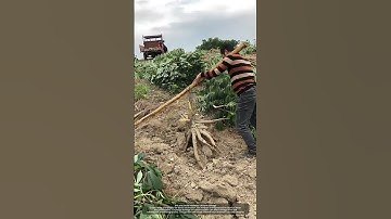 Simple Way To Pull Out Cassava !