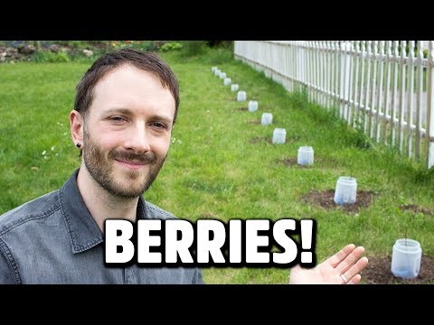 Video: Ako vyrobiť živý plot z jedla: pestovanie živých plotov z jedlých rastlín