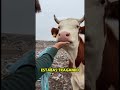 Encontré a esta pobre vaca en medio del basurero municipal