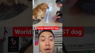 World's SMARTEST dog?!